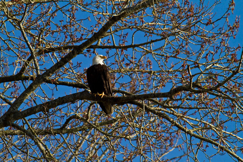 Bald Eagle